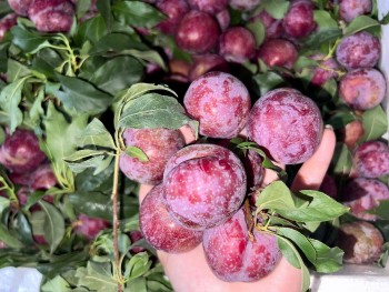 Mận hậu đang chín đỏ, ngọt lịm, chuyên gia dinh dưỡng khuyên nên ăn tối đa 10 quả một ngày