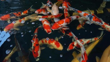 Tỷ phú cá Koi Đất Cảng lộ bí quyết chăm cá sang chảnh khỏe mạnh bốn mùa, nuôi là trúng