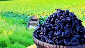 Loại củ đen sì, nhìn như sừng trâu có gì hấp dẫn mà khách sỉ đổ xô đi mua