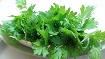 Dùng ngải cứu sai cách sẽ nguy hại đến sức khỏe