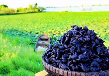 Loại củ đen sì, nhìn như sừng trâu có gì hấp dẫn mà khách sỉ đổ xô đi mua