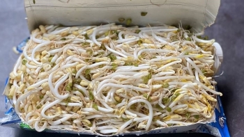 Cách làm giá bằng vỏ hộp sữa tươi siêu dễ, giá mập mạp, trắng ngần