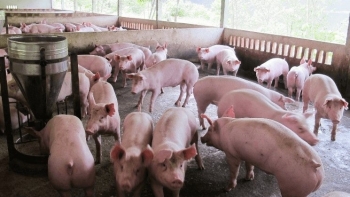 Giá heo hơi hôm nay 05/7: Tiếp tục lập đỉnh 67.000 đồng/kg, đang trên đà thăng hoa người nuôi mơ về mức giá 70.000 đồng/kg