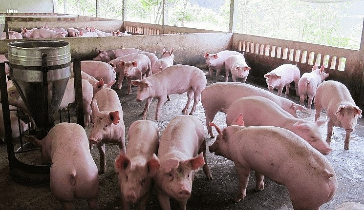 Giá heo hơi hôm nay (05/7) tăng đồng loạt ở miền Bắc lên mức kỷ lục 67.000 đồng/kg. 