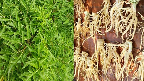 Loại cây được ví như “nhân sâm của người nghèo”, vừa chữa bách bệnh vừa gọi tài lộc vào nhà