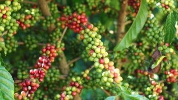 Giá nông sản hôm nay 05/7: Cà phê đà giảm chi phối, hồ tiêu tiếp đà giảm bám đáy 66.500 đồng/kg