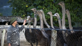 Anh thợ điện nước tiên phong đưa loài chim khổng lồ về xứ Mường nắm bí quyết  như chuyên gia