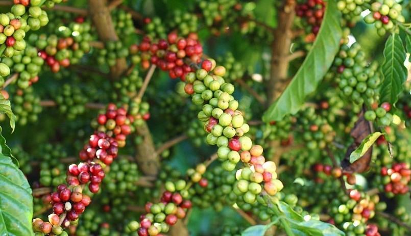 Giá nông sản hôm nay (05/7), giá cà phê robusta quay đầu giảm 0,43% về mức 2.527 USD/tấn. Giá nông sản hôm nay (05/7), giá cà phê robusta quay đầu giảm 0,43% về mức 2.527 USD/tấn.