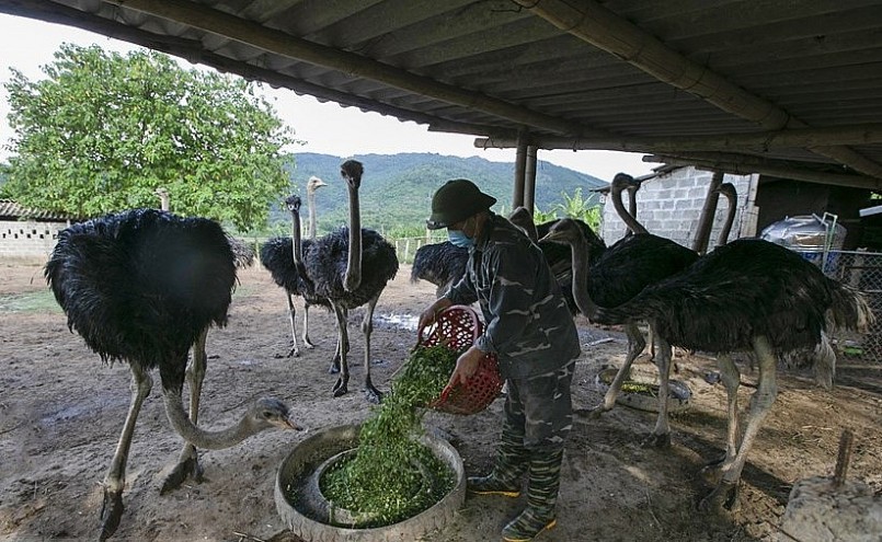 Thức ăn cho đà điểu chủ yếu là rau cỏ.