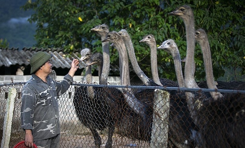 Anh Phan Sỹ Hải là người tiên phong nuôi đà điểu ở xứ Mường Hòa Bình.