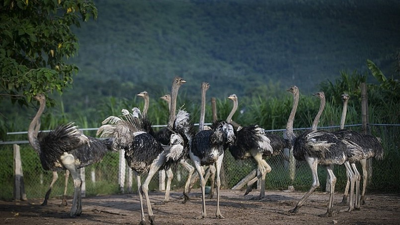 Nhận thấy nuôi đà điểu có hiệu quả cao nên anh Hải đã hỗ trợ và liên kết để phát triển vật nuôi này ở địa phương.