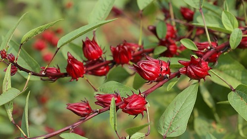 Loại cây dại xưa nhổ vứt đi, giờ trở thành dược liệu quý được "săn lùng" vì tốt cho sức khoẻ