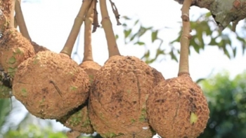 Giống sầu riêng kỳ lạ vỏ nhẵn thín không có gai, ăn ngọt và dậy mùi