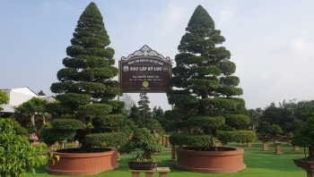 Cặp me cổ thụ cực hiếm ở Việt Nam độc lạ cỡ nào mà được định giá 10 tỷ đồng?