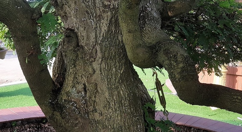 Đến nay, cặp me này có tuổi đời hơn 150 năm tuổi và được sửa theo kiểu tứ diện sơn thủy, mỗi một chi có 2 nhánh.