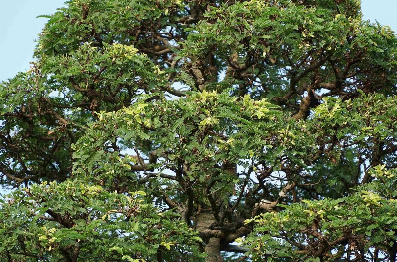 Tuy đã hơn 150 tuổi nhưng mỗi năm cây vẫn ra hoa và đậu trái.