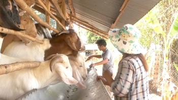 Giá dê thấp kỷ lục và khó bán, người dân ở "thủ phủ" chăn nuôi gồng mình gánh lỗ, lo mất sổ đỏ