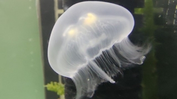 Chơi sứa cảnh mỗi con giá tiền triệu cô gái trẻ sưu tầm tới 300 con cho thỏa đam mê