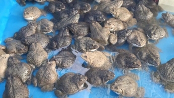 Nuôi loài ếch ngoại trên cát cả trăm hộ phấn khởi vì lãi cao, sau 3 tháng thu 200 triệu đồng