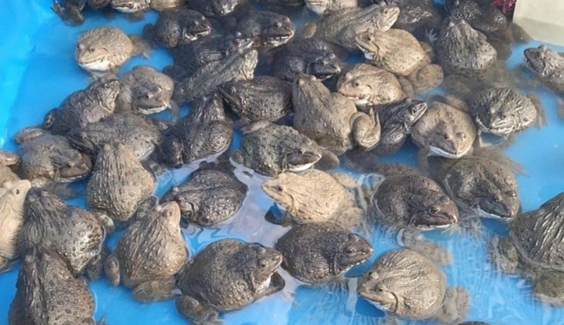 Giống ếch Thái Lan phát triển nhanh, chỉ sau 3 tháng là xuất bán thương phẩm.