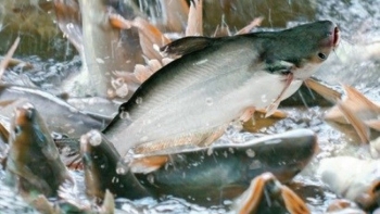 Xuất khẩu cá tra sang thị trường CPTPP chưa thể bứt phá