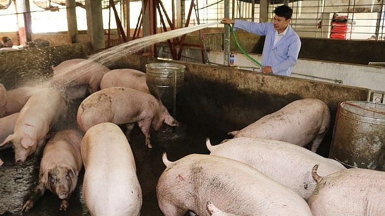 Giá heo hơi hôm nay (06/7), tăng vững chắc, nhiều nơi giá heo đạt mức cao nhất 67.000 đồng/kg.