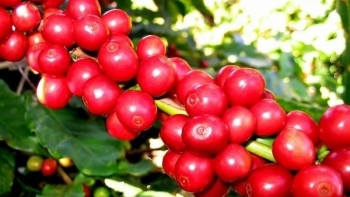 Giá nông sản hôm nay 06/7: Cà phê đỏ sàn giảm chạm đáy 64.500 đồng/kg, hồ tiêu ổn định chờ biến động mới