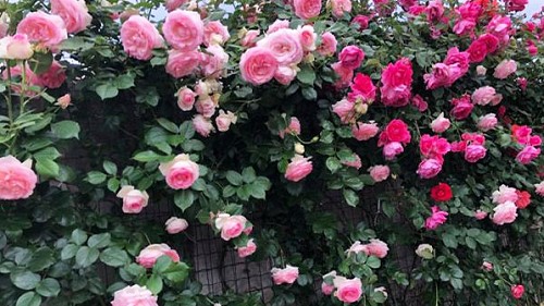 3 loại hoa không dễ trồng vào mùa hè, vừa khó sống lại dễ mắc sâu bệnh