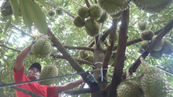 Chuẩn bị kết thúc vụ sầu riêng, chỉ một xã đã thu về 800 tỷ đồng xuất hiện thế hệ tỷ phú mới