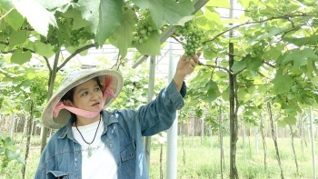 Nữ luật sư trồng thành công siêu nho Nhật Bản bạt ngàn trên đồi cằn rồi bán cho siêu thị Nhật Bản