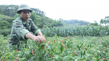 Trồng loại cây cho quả cay chảy nước mắt, nông dân Lạng Sơn vụ này bội thu "trái ngọt"