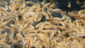 Nuôi chơi loài cá kiểng tai tượng da beo tìm ra bí quyết ấp cá con, 9X thu lãi 600 triệu mỗi năm