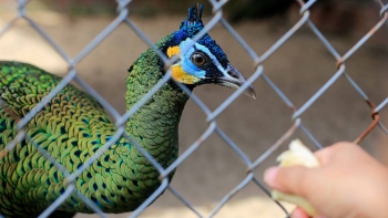 Kỹ sư tin học về quê nuôi loài chim diêm dúa tưởng chỉ có ở bách thú, bất ngờ thu gần 1 tỷ/năm