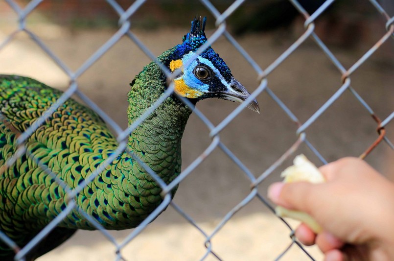 Trong những bữa chính có thể xen kẽ những bữa phụ để bổ sung sung thêm vitamin, hoa quả và thịt bò để chúng có thể phát triển tốt và có bộ lông mượt, dài và đều.