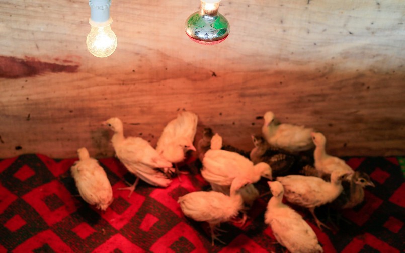 Theo giá bán, chim công giống (đạt đủ một tháng tuổi và tiêm đủ liều vaccine), đắt nhất là chim công má vàng với giá 7 triệu đồng/cặp, chim công trắng có giá 5 triệu đồng/cặp và chim công xanh có giá 2 triệu đồng/cặp.