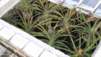 Loại trái nhiều mắt, chợ Việt bán 20.000 đồng một quả, ở trời Tây 300 triệu đồng/quả, gây choáng