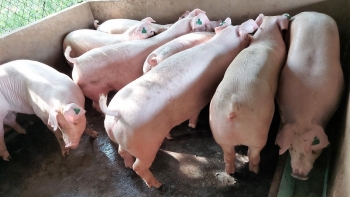 Giá heo hơi hôm nay 07/7: Ổn định  ở mức cao nhất 67.000 đồng/kg, hộ còn heo trúng đậm, kỳ vọng sẽ tiếp tục lập đỉnh