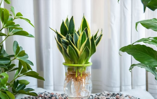 3 loại cây trồng trong đất nhanh thối rễ, trồng thủy canh cây lớn nhanh như thổi