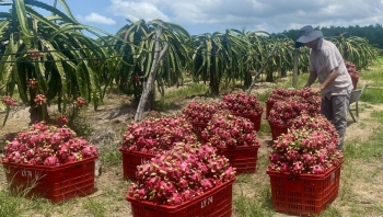 Thanh long còn 2.000 đồng/kg cũng không ai mua, nhà vườn xót xa bỏ rụng đỏ vườn