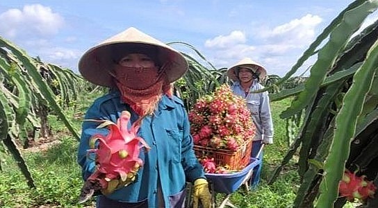 Chỉ những trái thanh long to, đẹp mới được thương lái thu mua. 