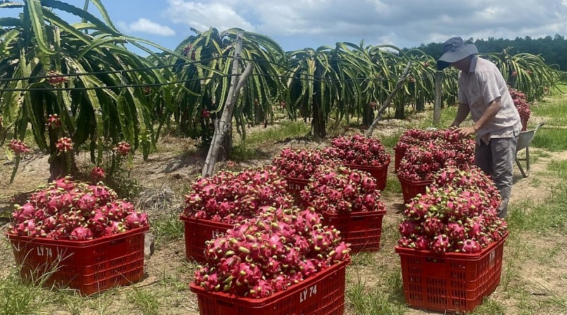 Hiện, hơn 80% sản lượng thanh long của tỉnh chủ yếu xuất khẩu qua thị trường Trung Quốc theo đường tiểu ngạch