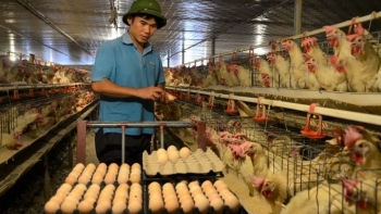 Trại gà chục tỷ của thầy giáo và lời khuyên để không bị “sập” hay rơi vào “số đen”