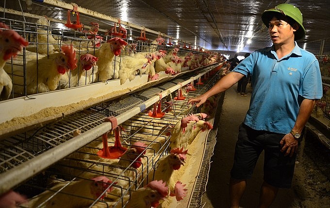 Từng nhiều phen lao đao nhưng anh Lới vẫn kiên trì bám nghề nuôi gà đẻ trứng và gặt hái thành công.