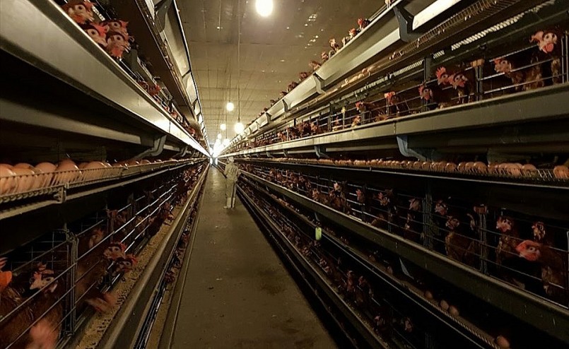 Dù có nhiều thăng trầm nhưng nghề nuôi gà đẻ trứng vẫn phát triển mạnh ở xã Phúc Lâm.