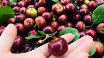 2 loại quả xưa trồng làm cảnh, nay “lên đời” thành đặc sản được nhiều người tìm mua