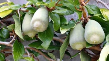 Loại quả xưa “bám” đầy tường không ai ngó, nay được săn lùng làm vị thuốc quý, giá 200.000 đồng/kg