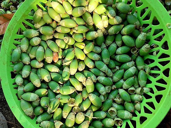 Quả cau cảnh được hái để chuẩn bị làm mứt