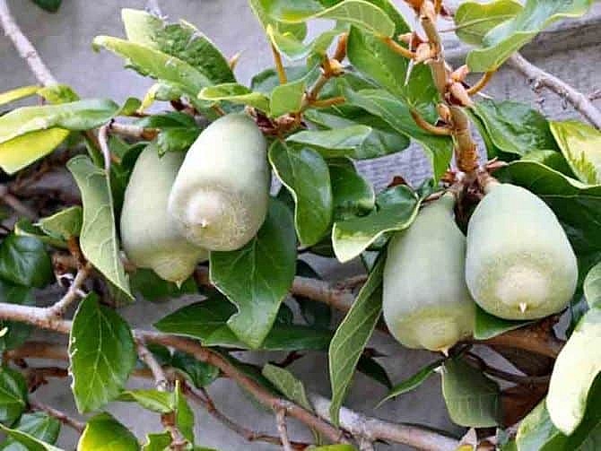 Quả thằn lằn được dùng làm vị thuốc quý