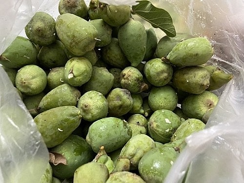 Trái thằn lằn được anh Nguyên hái về để ngâm rượu.