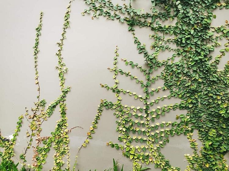 Cây thằn lằn leo bám trên tường